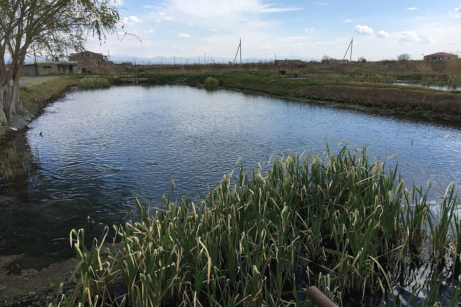 Earthen catfish farming ponds equipped for commercial grow-out and water management