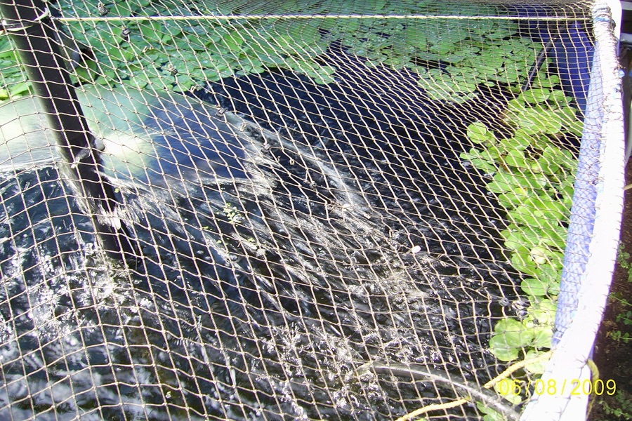 Aquaculture pond aeration and surface feeding area monitored for uneaten floating pellets