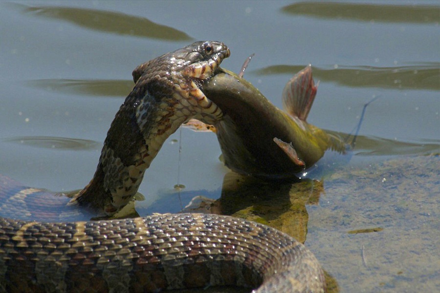 Farmed fish swimming near the surface of an outdoor aquaculture pond during a routine health check
