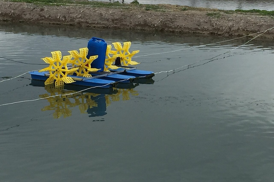 Commercial fish pond with active aeration during scheduled daytime feeding hours