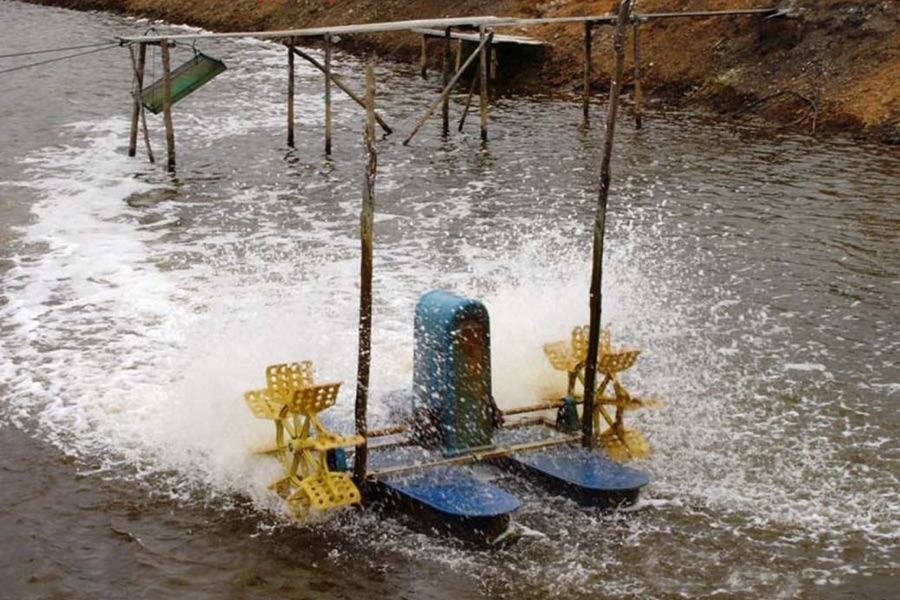 Paddlewheel aerator operating in a commercial fish farming pond to maintain dissolved oxygen levels