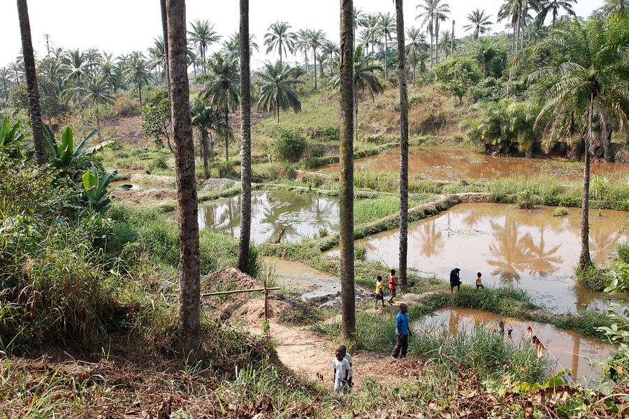 Earthen community fish farming ponds showing natural water turbidity after rainfall