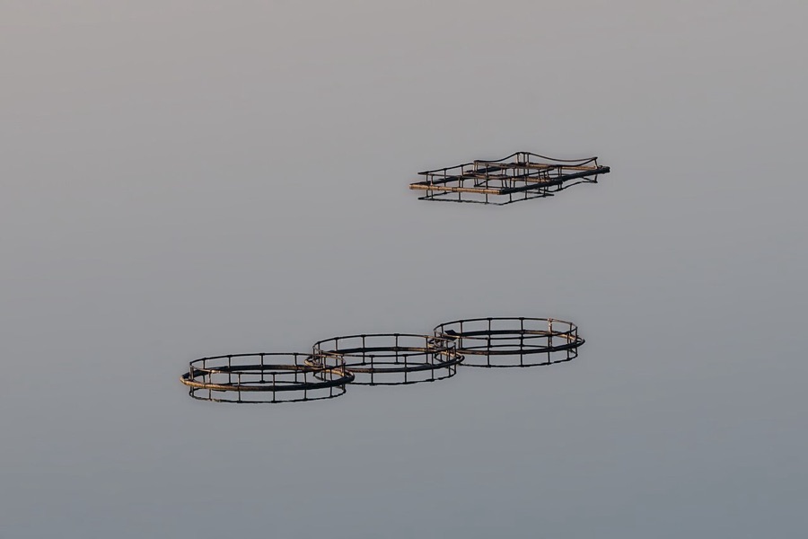 Floating fish farming cages in open water where daily pH and alkalinity stability are monitored