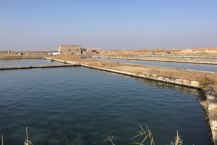 Medium-sized fish farm ponds managed for uniform cohort growth and feeding distribution